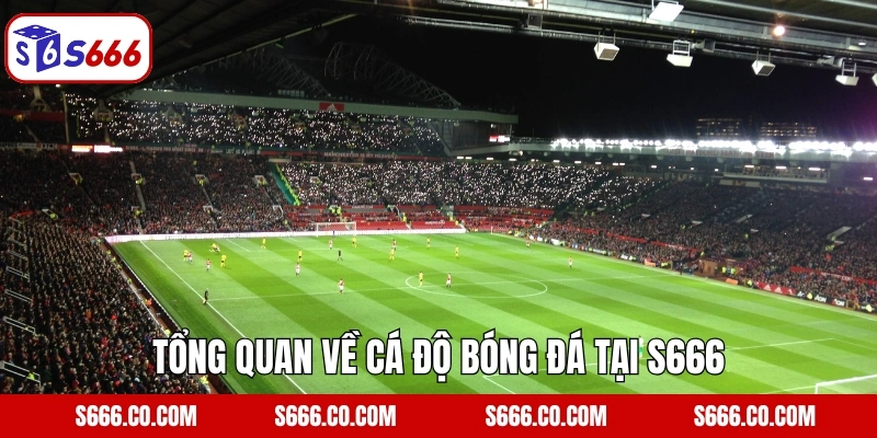 Cá Độ Bóng Đá - Đa Dạng Kèo Cược, Tỷ Lệ Thưởng Khủng Tại S666 2 Tổng quan về cá độ bóng đá tại S666